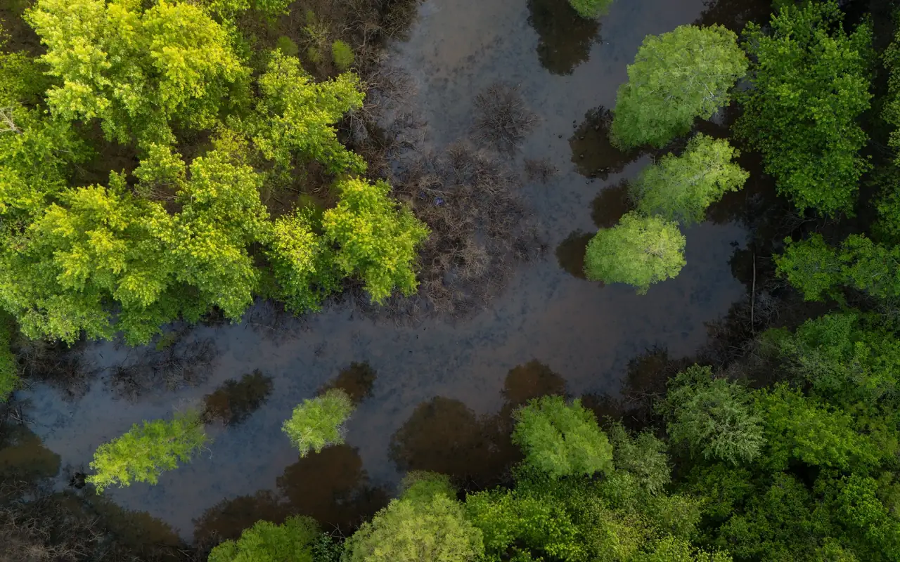 Vista aérea de un humedal arbolado representativo del cuidado del medioambiente